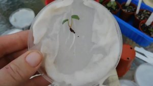 От семян до всходов. Начинаем семена пеларгонии в чашке Петри