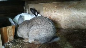 Случка кроликов. Укрощение строптивой крольчихи/Дом в Сибири