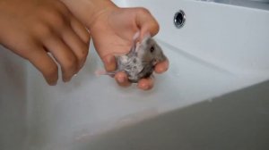 как мыть хомяка