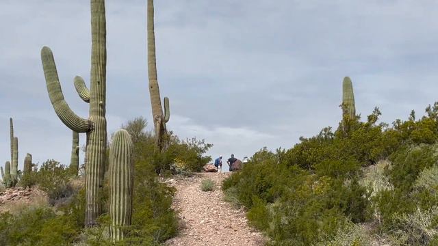 ORGAN PIPE CACTUS NATIONAL MONUMENT / ARIZONA / BEAUTIFUL GREEN DESERT/ SUPPER BLOOMS/ RATTLESNAKES смотреть онлайн