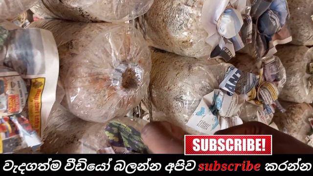 What does the mushroom house pot first? bimmal gruhayata dana pots walata mulinma karanne de смотреть онлайн