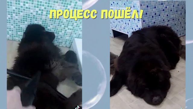 Как купают ньюфов! История ньюфаундленда Остапа!  #ньюфаундленды #ньюфтv