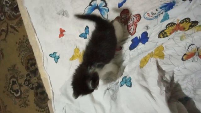 Первое видео с котом Лютик смотреть онлайн