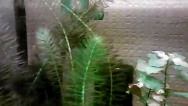 Разводня улиток, креветок и рыб смотреть онлайн