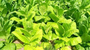 Табак в грунте 9 недель. Берли QY-15, 9, Голд, Харманли, Бравый 200, Боливиан Блэк