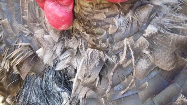 #Старый #Артем #Куры #Утки #Такса в возрасте смотреть онлайн