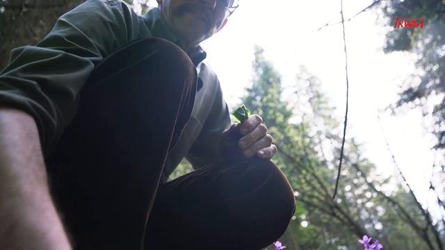 Sól ziemi: W leśnej aptece смотреть онлайн