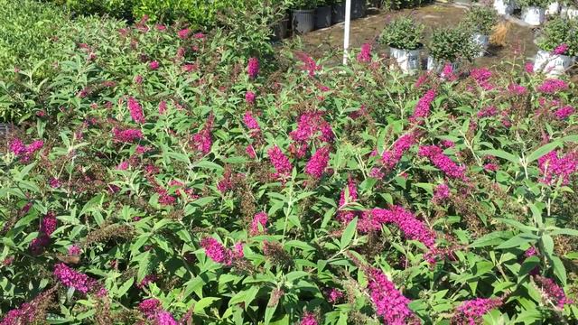 Hummingbird Moth смотреть онлайн