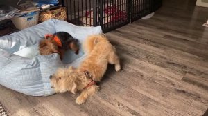 Лучшая собака для квартиры! Эта порода идеально подойдёт для квартиры! Норфолк терьер! Животные