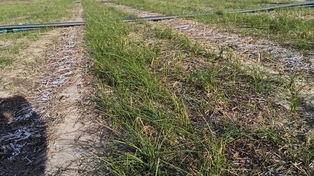 шафран выращивание в украине смотреть онлайн