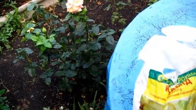 Огурцы зацвели, но желтеют листья. Подкормка огурцов карбомидом смотреть онлайн