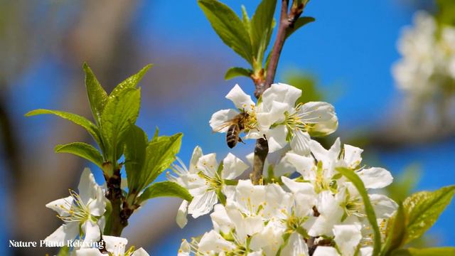 Моцарта Лучшее: Классическая музыка для счастья пожилых людей