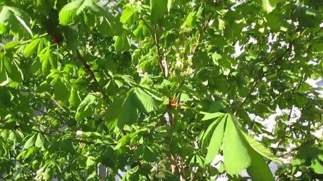 Каштан цветёт. Москва. Медведково. смотреть онлайн