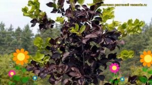 Черемуха виргинская Шуберт. Краткий обзор, описание характеристик prunus virginiana Schubert