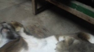 Охота у крольчих как определить