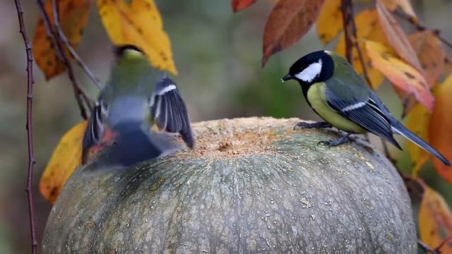 Большие синицы (Parus major) на кормушке-тыкве. Птицы на кормушке. смотреть онлайн