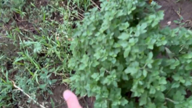 Хорошо прогулялись! И пришел в гости Женек ! смотреть онлайн