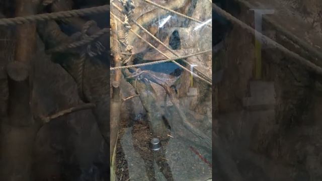 Зоопарк.Лазаревское. Сочи. 04.2021г. смотреть онлайн