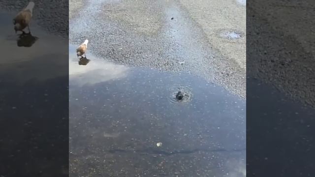 Воробей. Стих про воробья смотреть онлайн