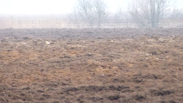 Журавли на пашне. смотреть онлайн