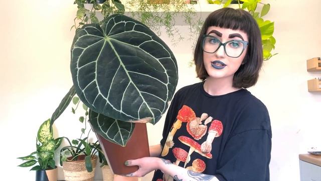 MY ANTHURIUM COLLECTION! 🌿 Rare & Common Species смотреть онлайн