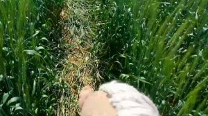 Влог в полях / хоббихорсинг Россия