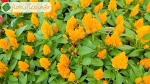 Цветы целозия – выращивание из семян; посадка и уход за целозией в саду