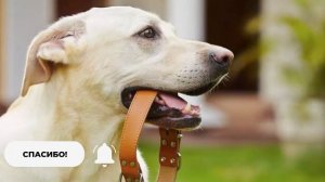 Как выбрать ошейник для собаки