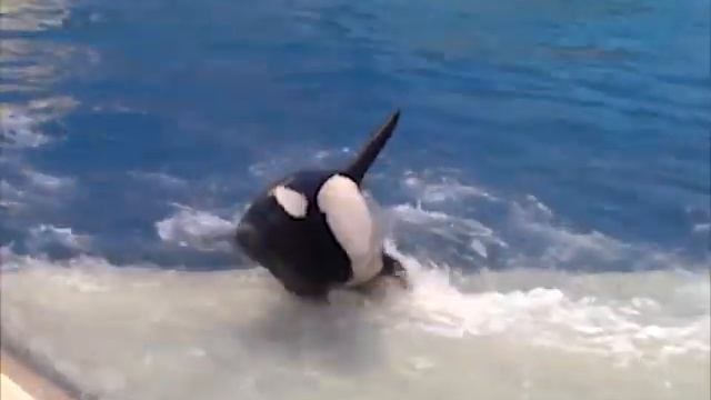Косатка. Интересное видео о животных №5 смотреть онлайн