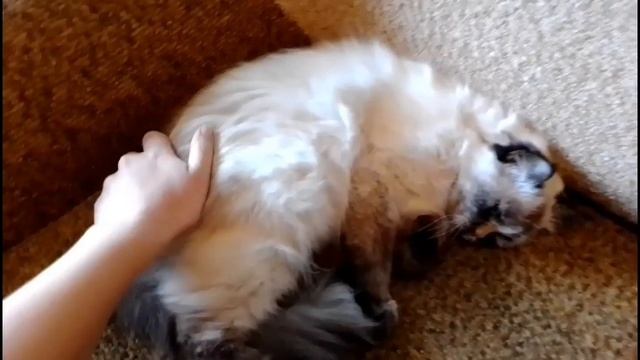 ЛУГАНСК. КРЫМ. КАК ДНЕМ РАЗБУДИТЬ КОШКУ. смотреть онлайн