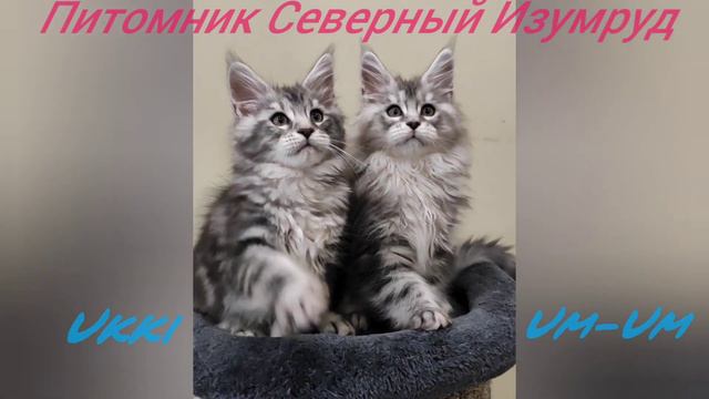 продажа Мейн-Кун котята смотреть онлайн