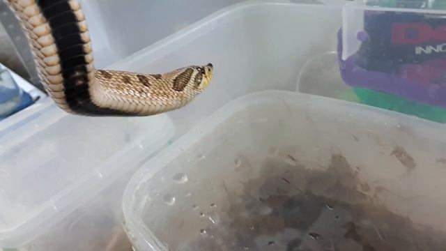 Свиноносая змея( Heterodon nasicus) смотреть онлайн