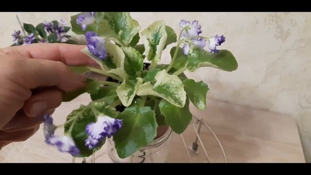 Красавица полу-мини ЛЕ-Зоряне сяйво смотреть онлайн