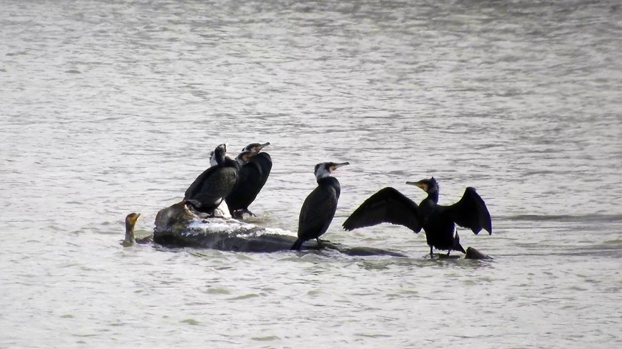 Зимняя прогулка к зимующим на речке птицам 14 февраля смотреть онлайн