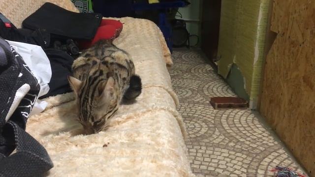 Гуся на нашей кровати! Один день из жизни бенгальского кота )) смотреть онлайн