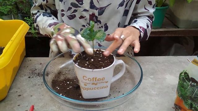 ПОДАРОК НА 8 МАРТА СВОИМИ РУКАМИ ? Декорируем кофейное дерево ? смотреть онлайн