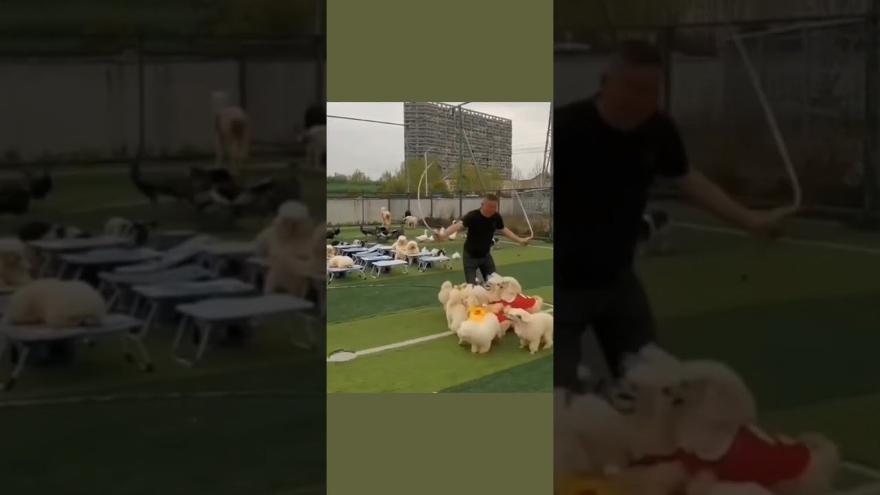 respect 2508240629 #asmr #dog #travel #jarelik смотреть онлайн