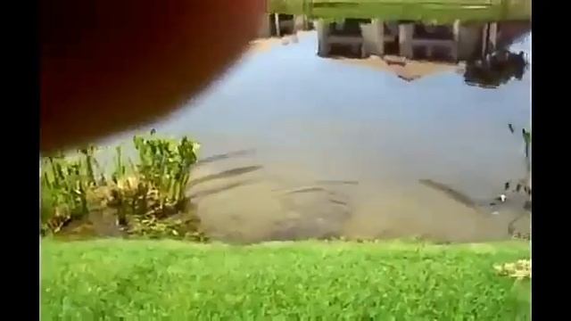 Turtle run compilation смотреть онлайн