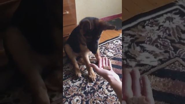 Немецкая овчарка Амур. Хлеб вредно для собак. И это было первый и последний раз. 😎 ☝🏾@gsdamur смотреть онлайн