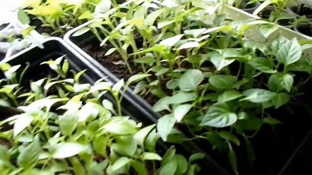 Обзор рассады на 12 апреля, кот, нарциссы Видео №121 смотреть онлайн