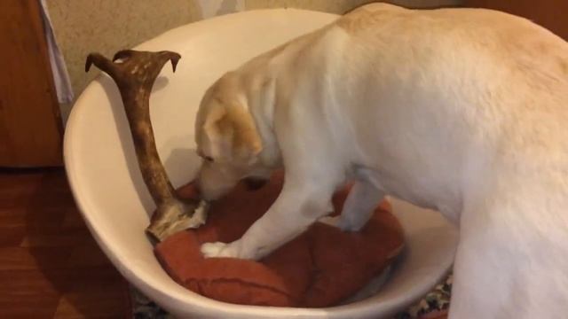 Лабрадор | Смешные лабрадоры | Забавные лабрадоры | Смешное видео про лабрадоров смотреть онлайн