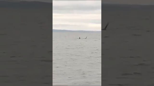 Владивосток / Какие съёмки, охота косатки / Японское море смотреть онлайн