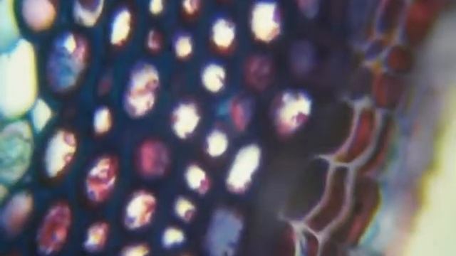 Linden branch under a microscope смотреть онлайн