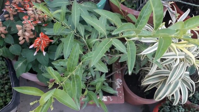 Top most permanent flowering plant of my garden with name| कभी न खराब होने वाले पलांट смотреть онлайн