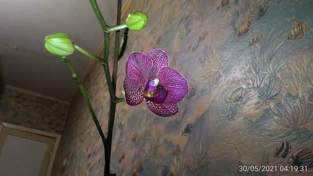 Раскрытие орхидеи - Opening of an orchid смотреть онлайн