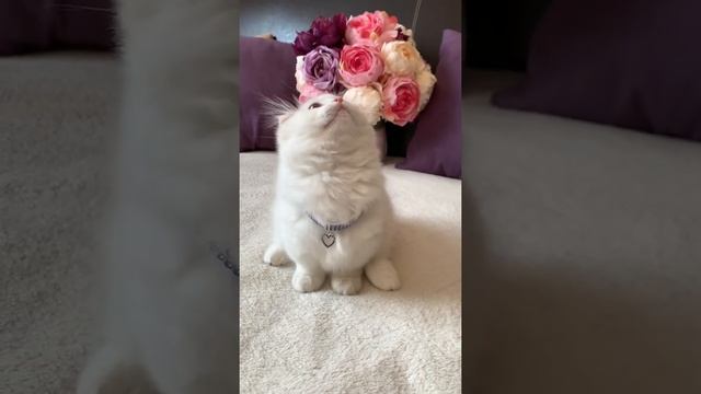 Самые милые кошки на свете! Это Магчкин❤️ смотреть онлайн