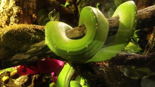 5 Things I Learned about the Green Tree Python @CLEAquarium смотреть онлайн