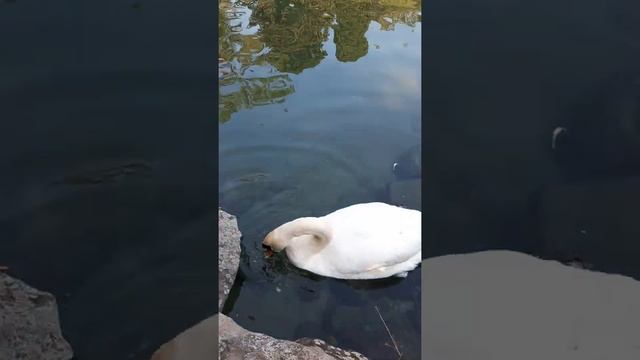 the swan eats bread / лебедь ест хлеб смотреть онлайн