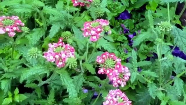 ?Нежная Мелодия и Красивые Цветы? смотреть онлайн