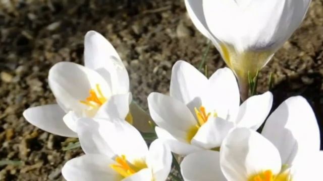 Boychechagim - G‘iyos Boytoyev